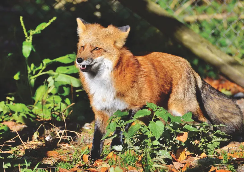 Reference image from the Veda showcase: a red fox among green leaves